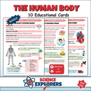 Human Body Flashcards Printable for Kids