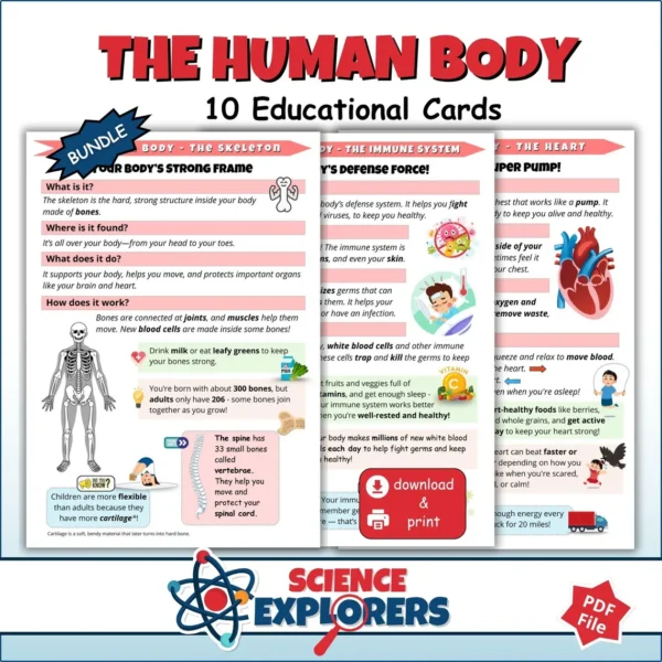 Human Body Flashcards Printable for Kids